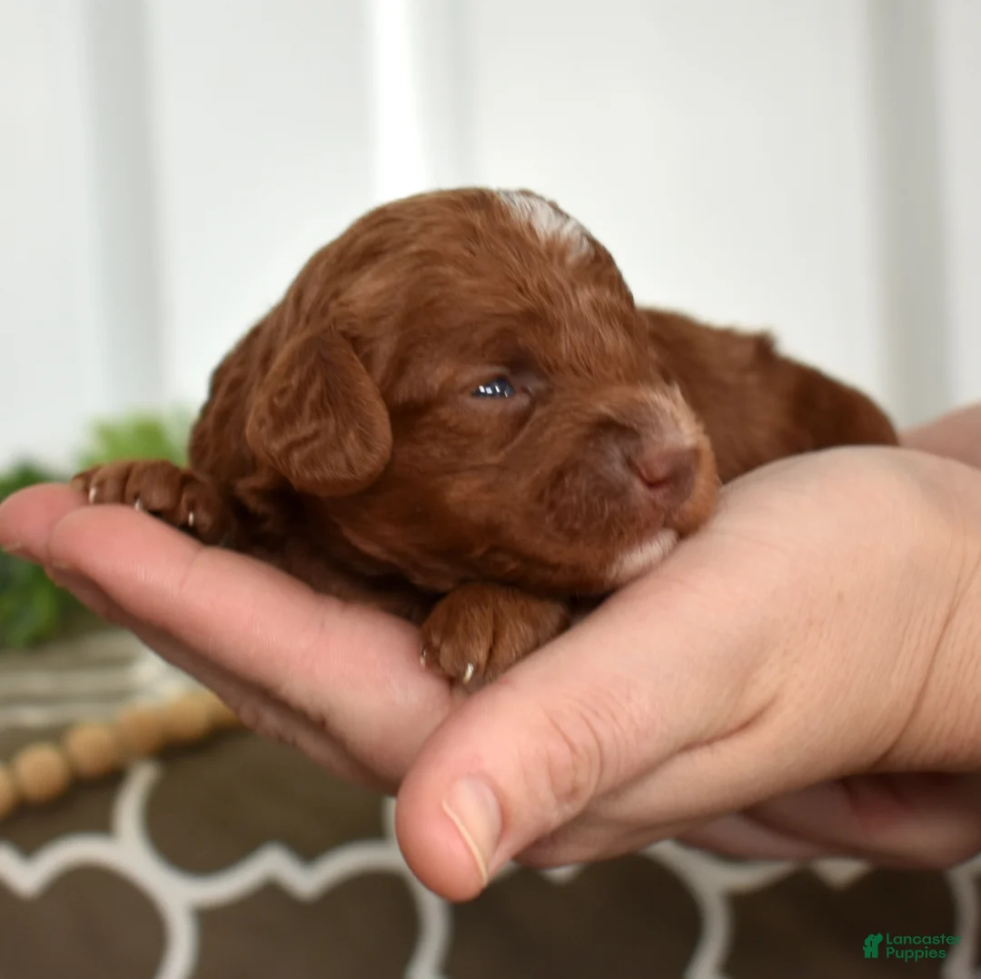 Toy Poodle dogs for sale: Colby - Ad 1