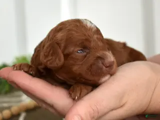 Toy Poodle dogs Colby - Ad 7