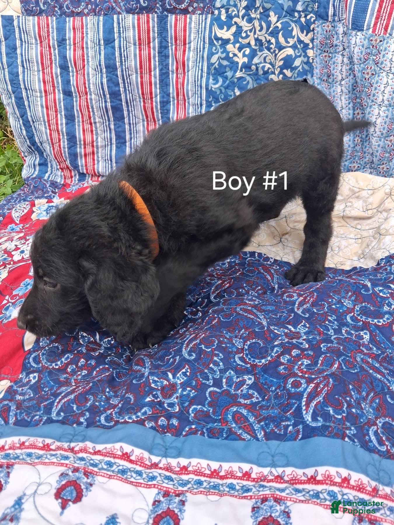 Labradoodle dogs Labradoodle 1 - Ad 37