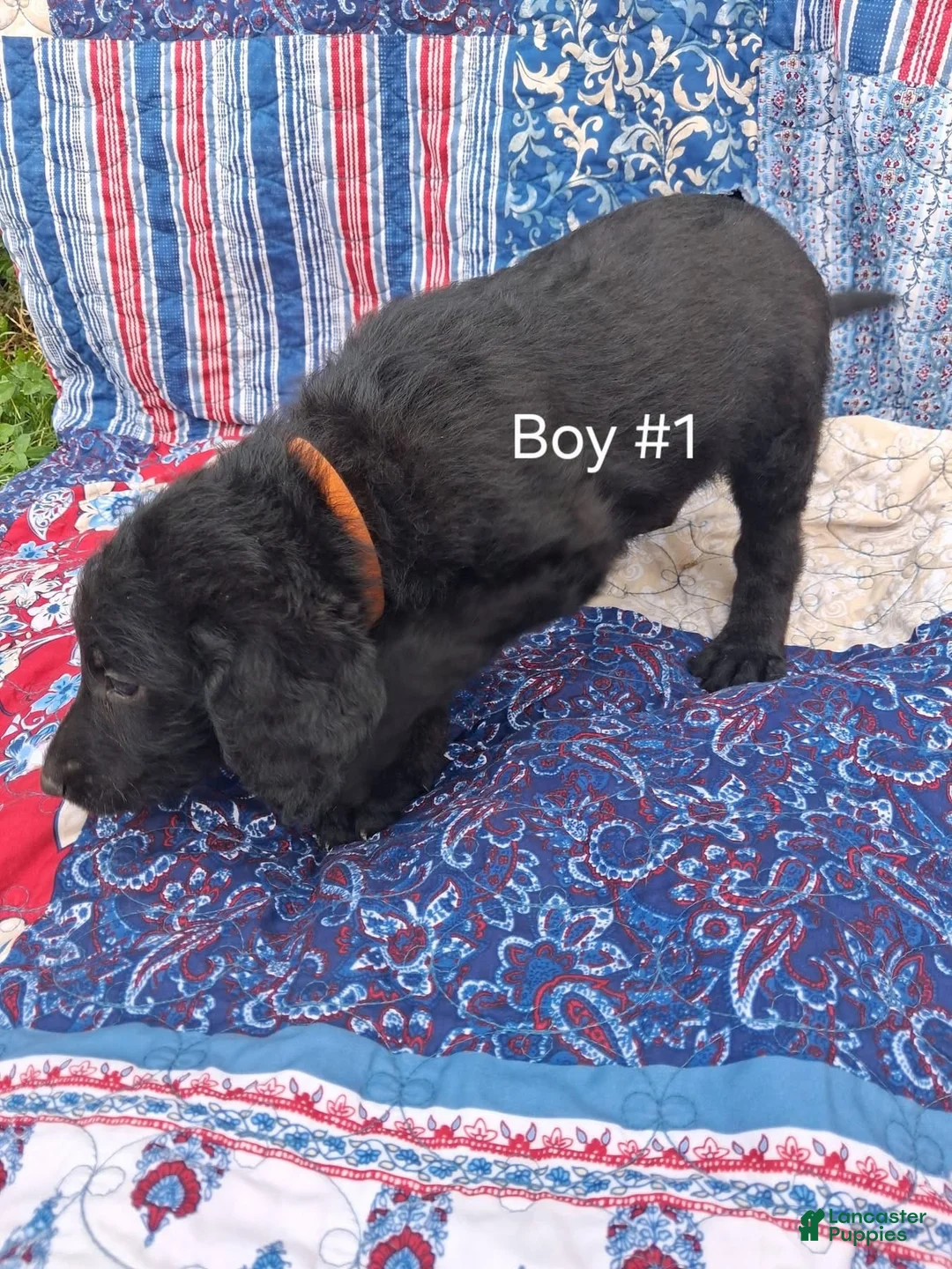 Labradoodle dogs for sale: Labradoodle 1 - Ad 1