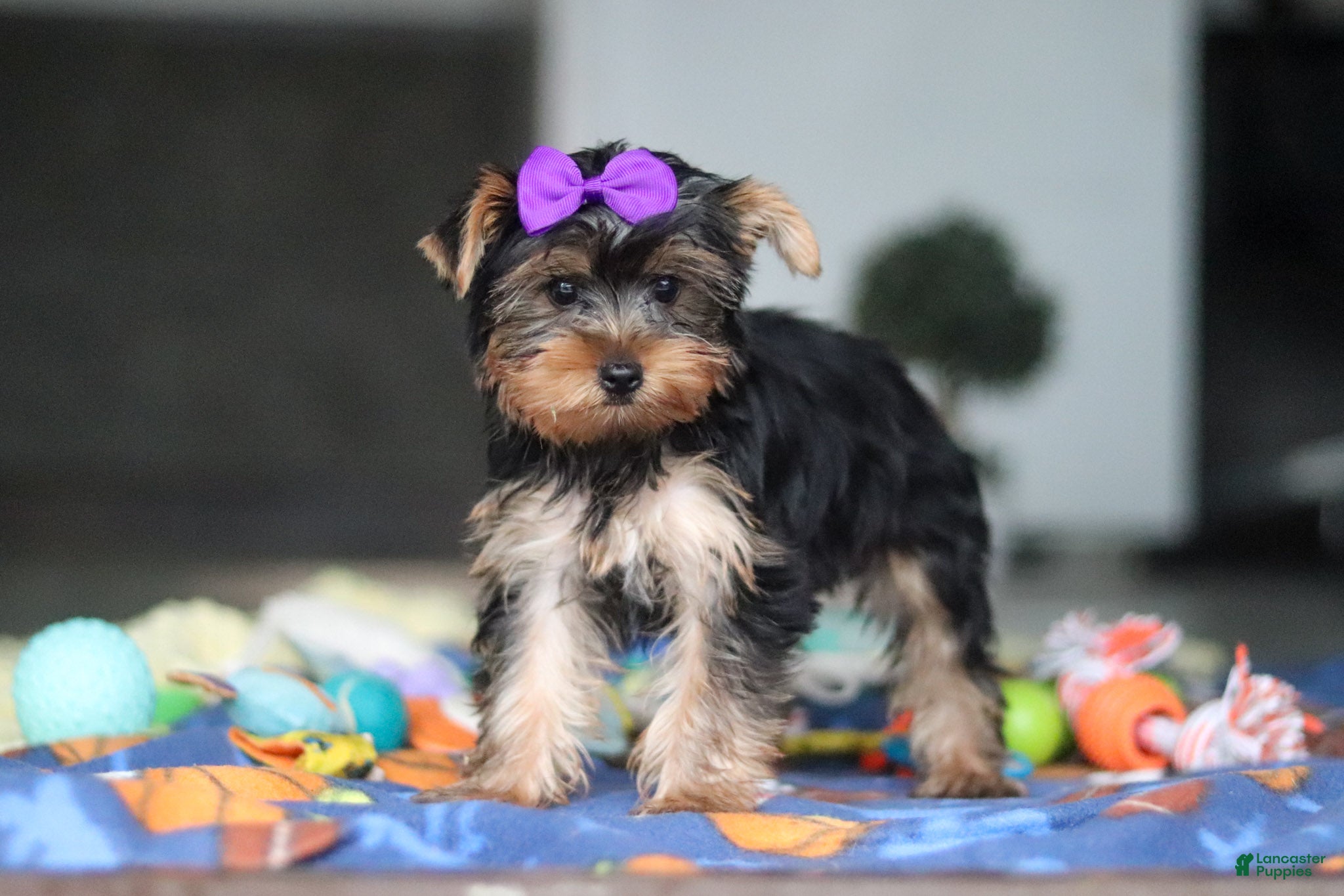 Yorkshire Terrier dogs Lucy - Ad 2