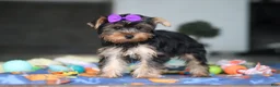 Yorkshire Terrier dogs for sale: Lucy - Ad 2