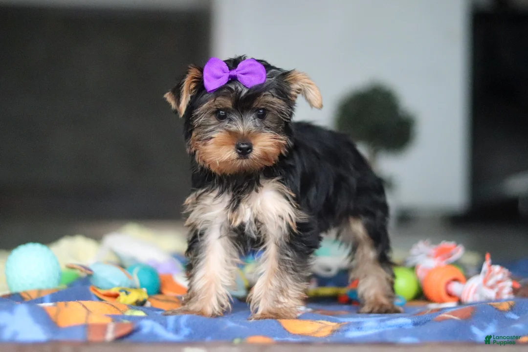 Yorkshire Terrier dogs for sale: Lucy - Ad 2