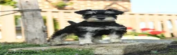Miniature Schnauzer dogs for sale: Landon - Ad 4