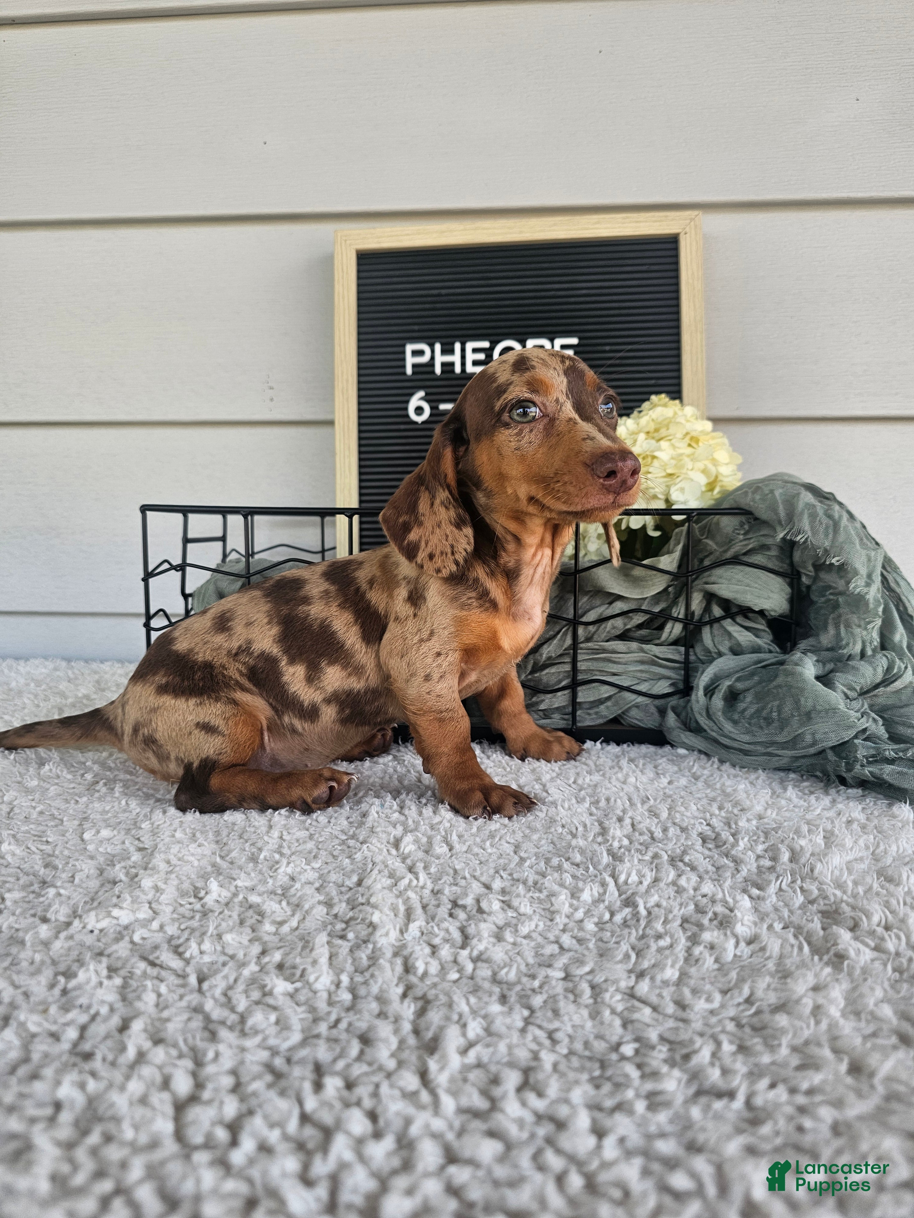 Miniature Dachshund dogs Phoebe - Ad 2