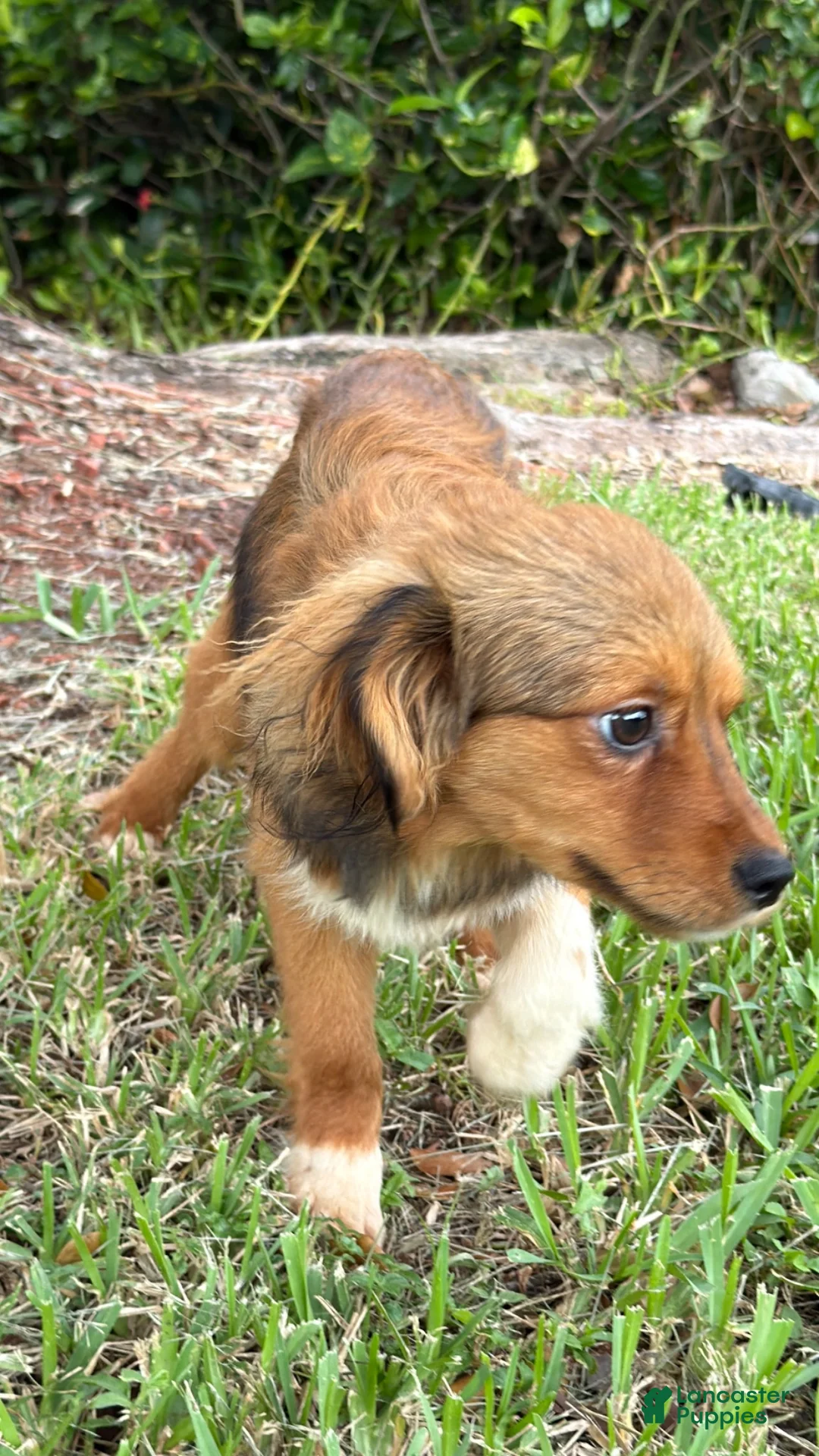 Mixed Breed dogs for sale: Mixed Breed 2 - Ad 2
