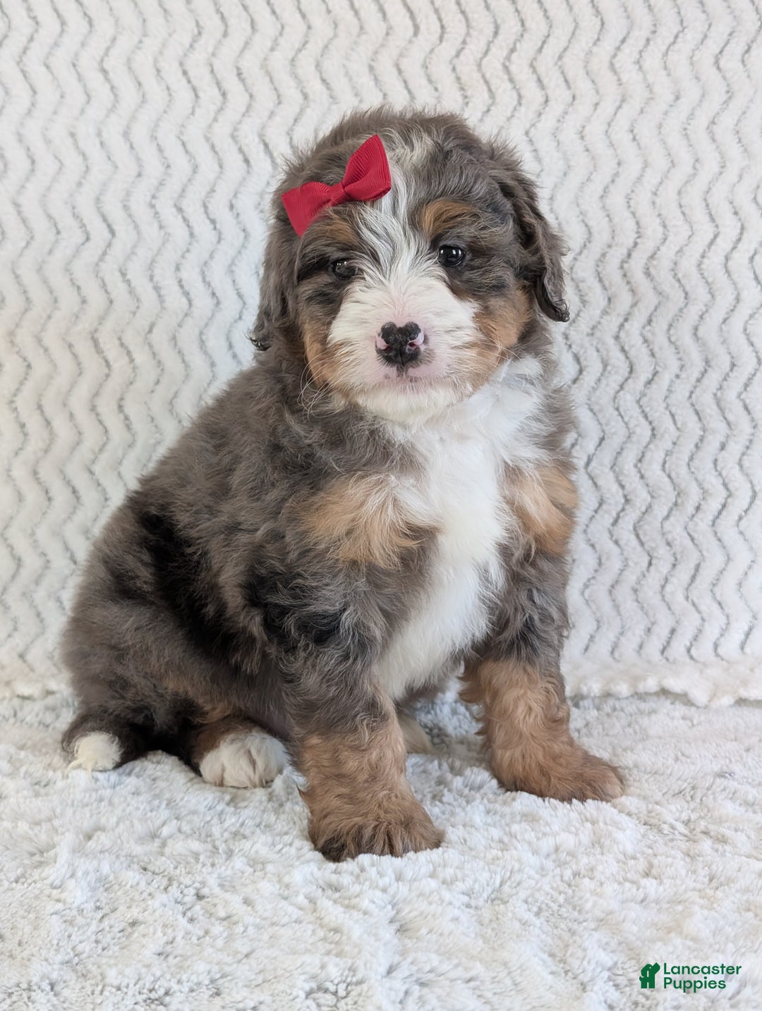 Mini Bernedoodle dogs for sale: Mini Wyatt  - Ad 12