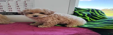 Brittany