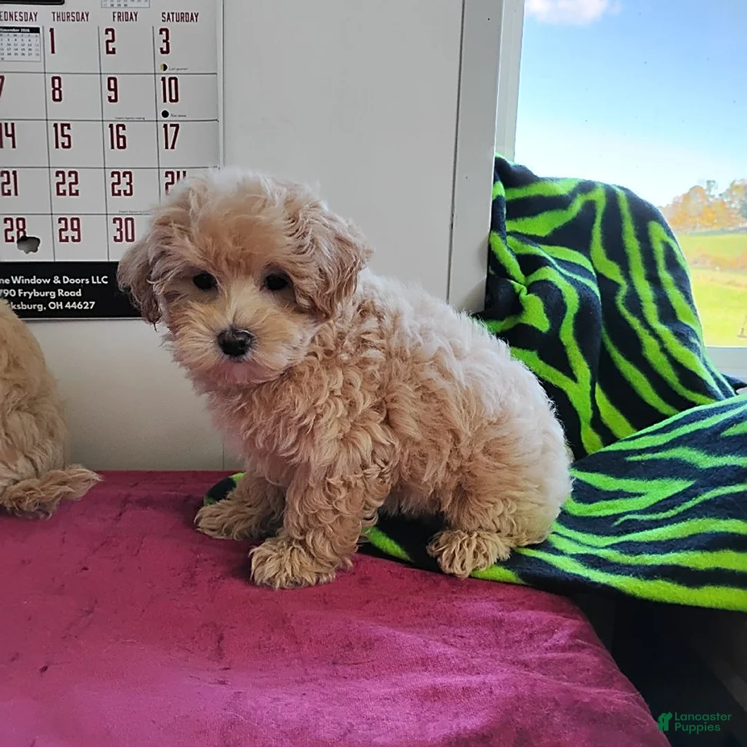Maltipoo dogs for sale: Brittany - Ad 1
