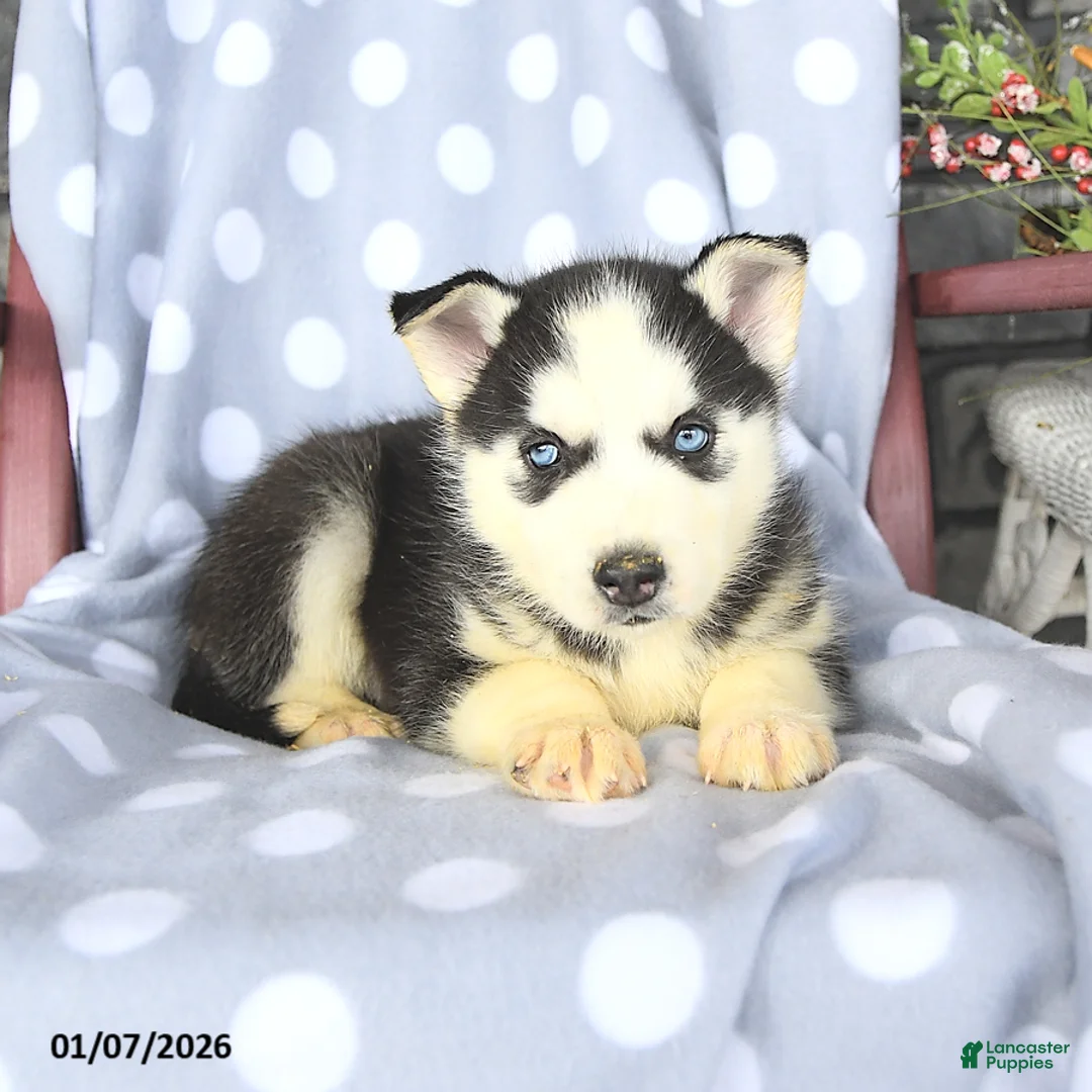 Siberian Husky dogs for sale: Baldwin - Ad 2