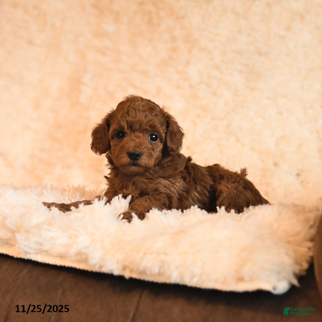Toy Poodle dogs for sale: Carly - Ad 4