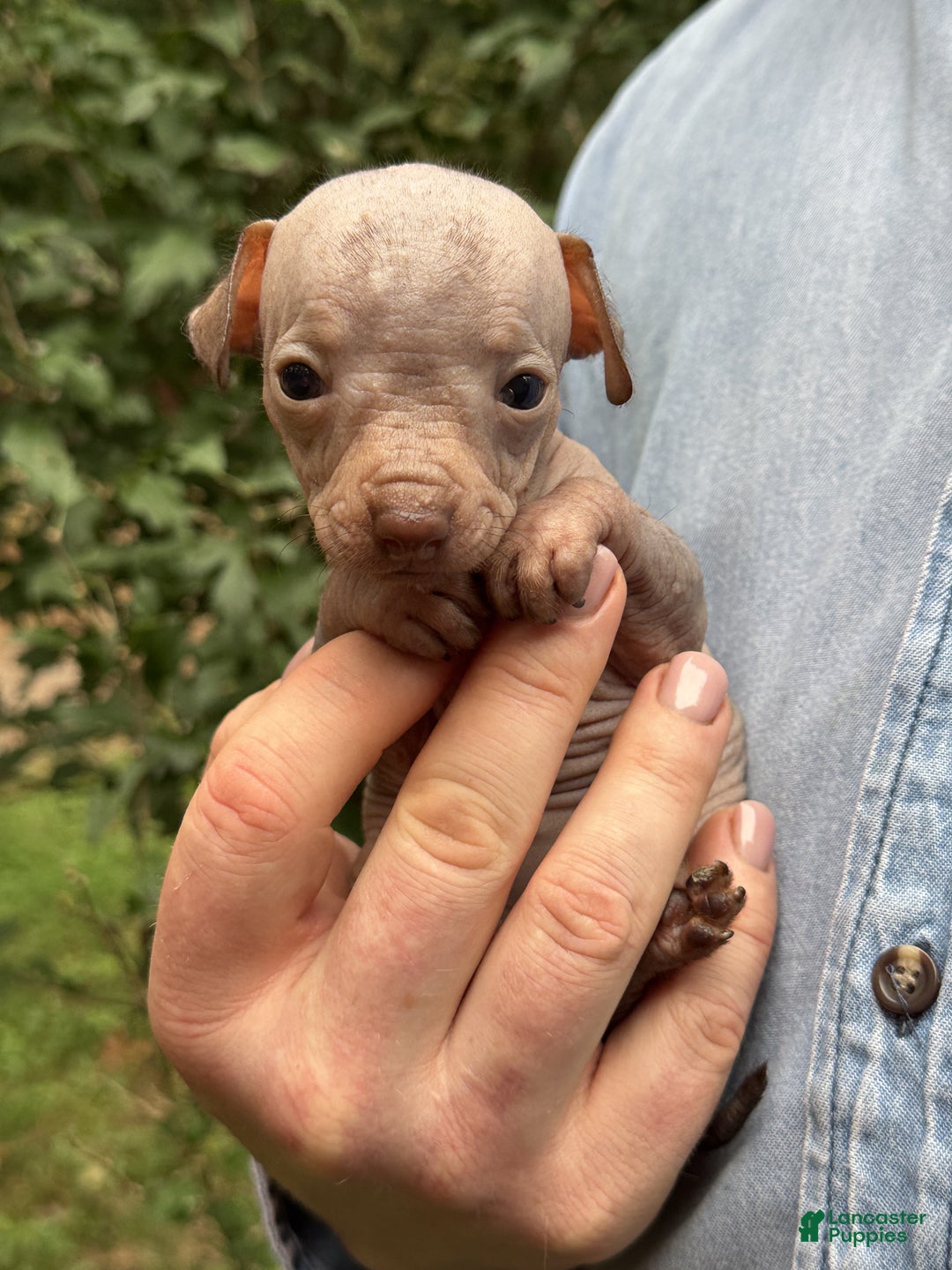 Mixed Breed dogs for sale: Cleopatra  - Ad 51