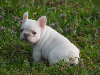 French Bulldog dogs French Bulldog Puppy 1 - Ad 21