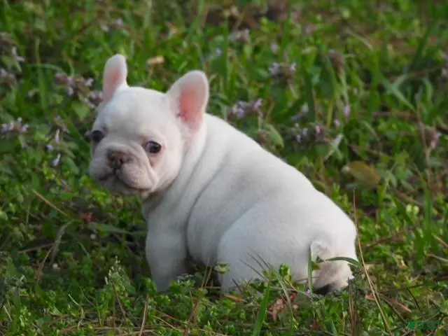 French Bulldog dogs French Bulldog Puppy 1 - Ad 41