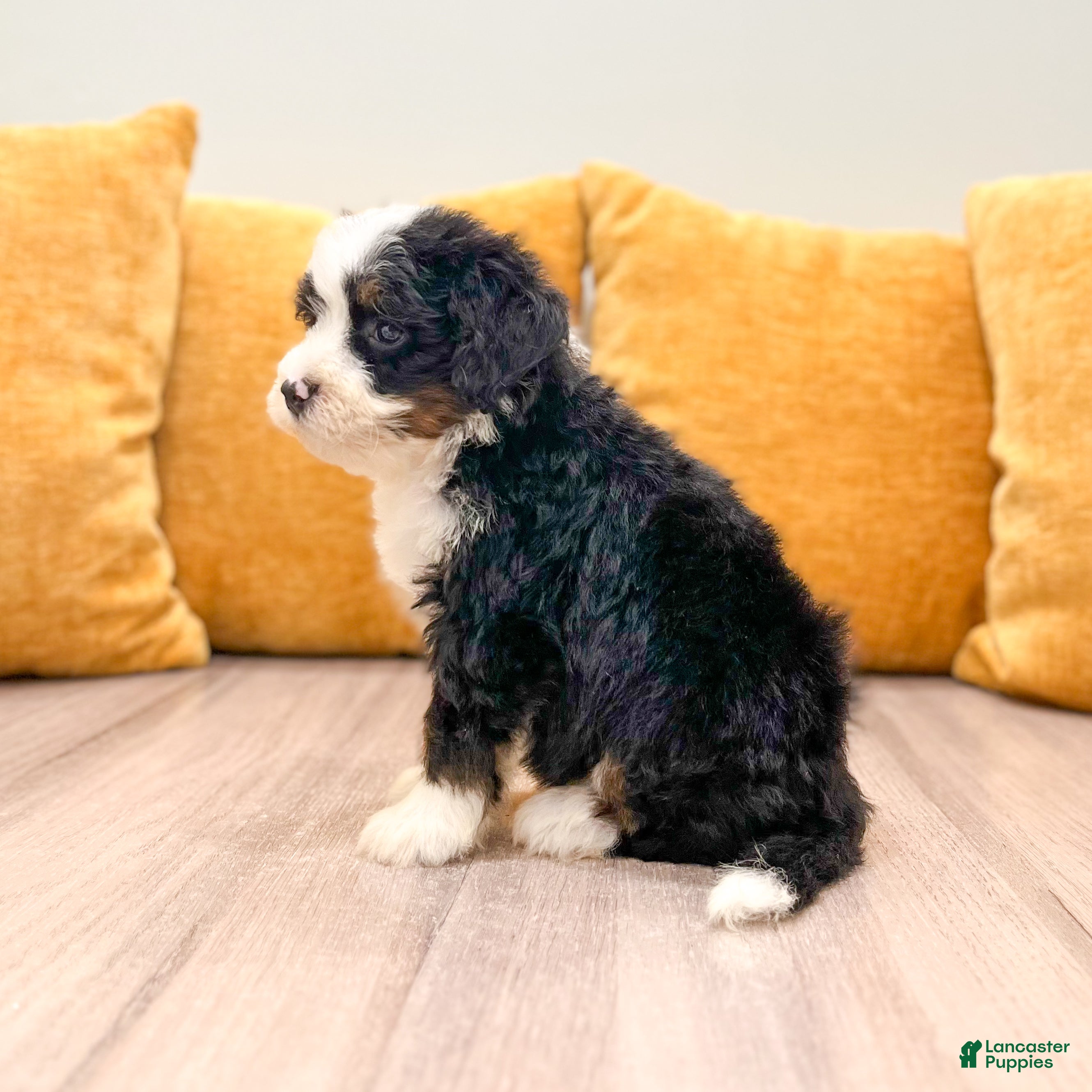 Mini Bernedoodle dogs Hope - Ad 2