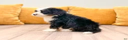 Mini Bernedoodle dogs for sale: Hope - Ad 2