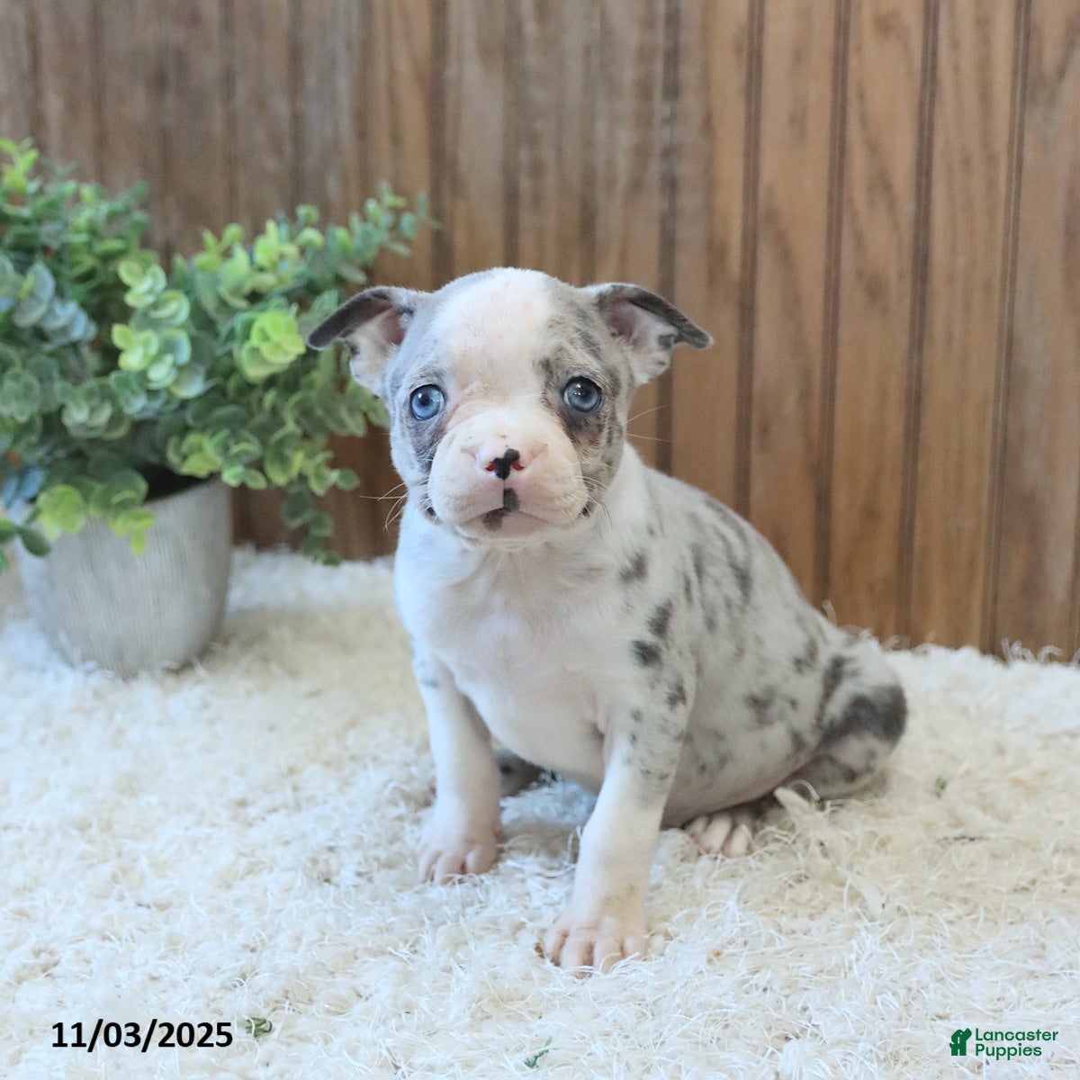 Boston Terrier dogs Penny - Ad 39