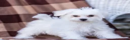Bichon Frise dogs for sale: Lady (Tiny) - Ad 11