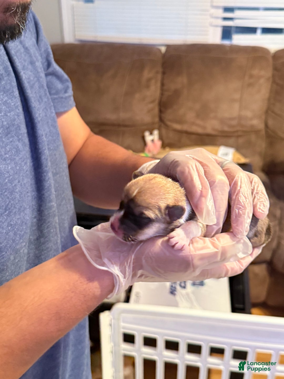 Welsh Corgi Pembroke dogs for sale: Nala - Ad 2