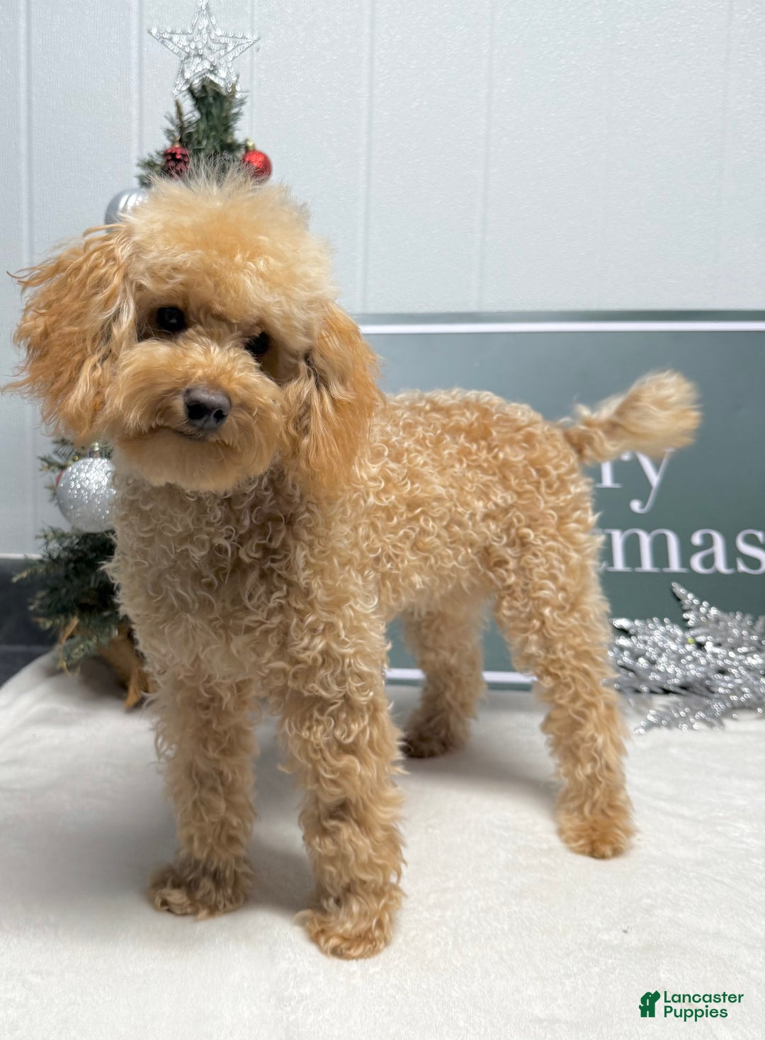 Toy Poodle dogs for sale: Eduardo - Ad 3