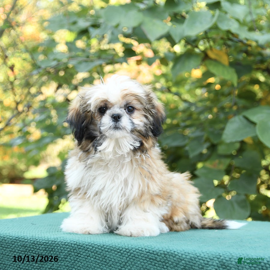 Shih Tzu dogs Barkley - Ad 2