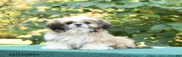 Shih Tzu dogs for sale: Barkley - Ad 2