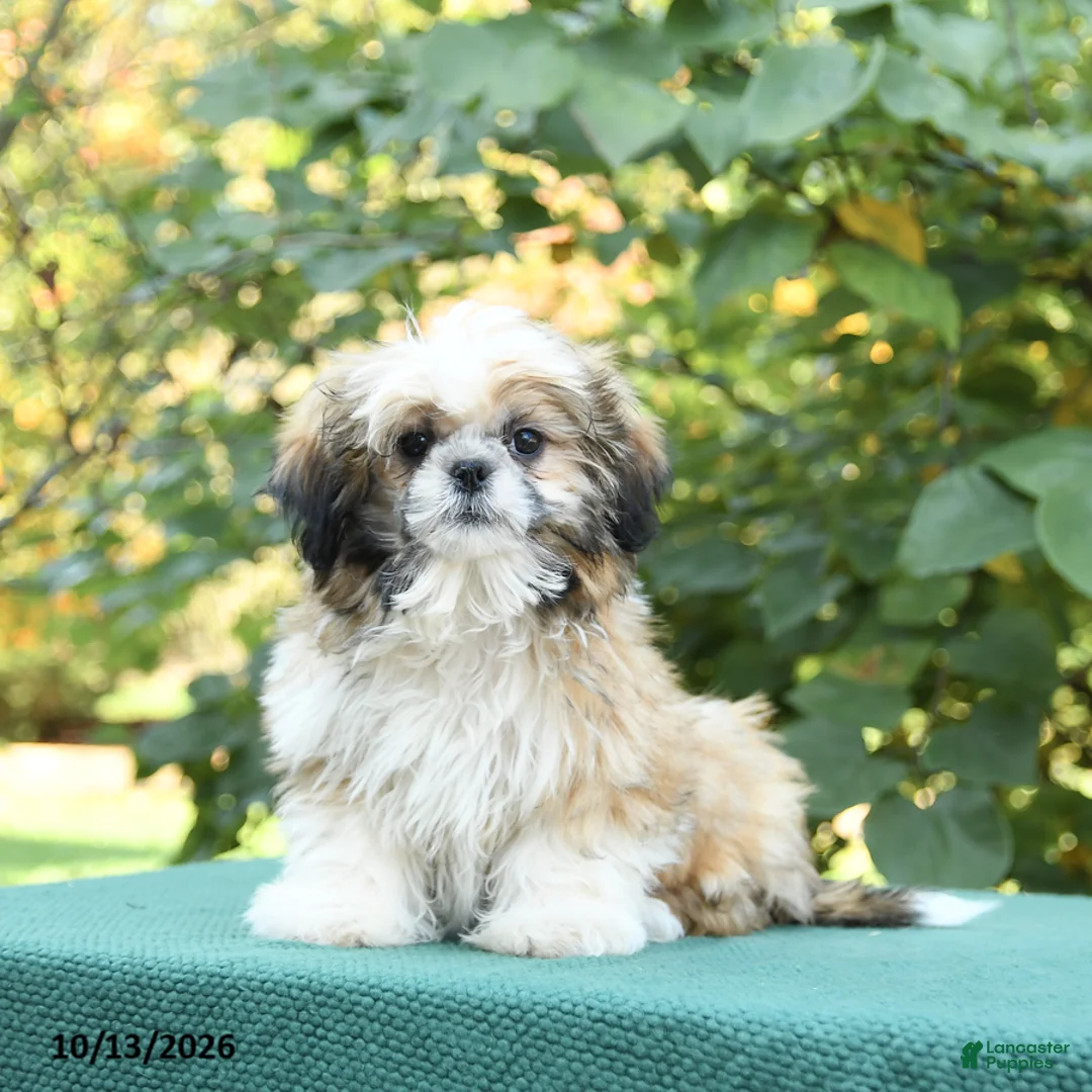Shih Tzu dogs for sale: Barkley - Ad 2