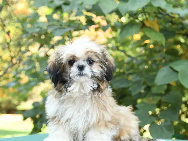 Shih Tzu dogs Barkley - Ad 2