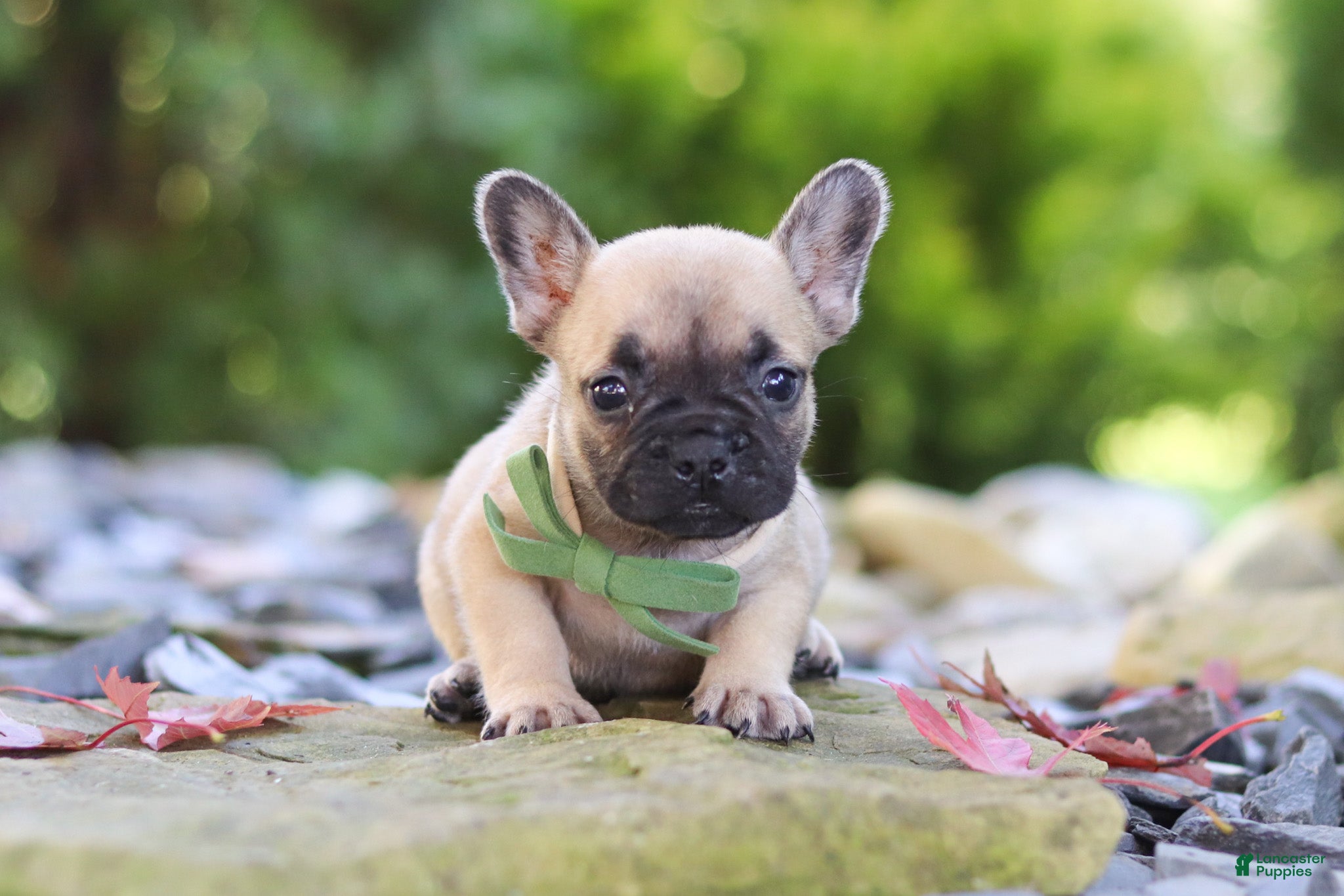 French Bulldog dogs Brody - Ad 2