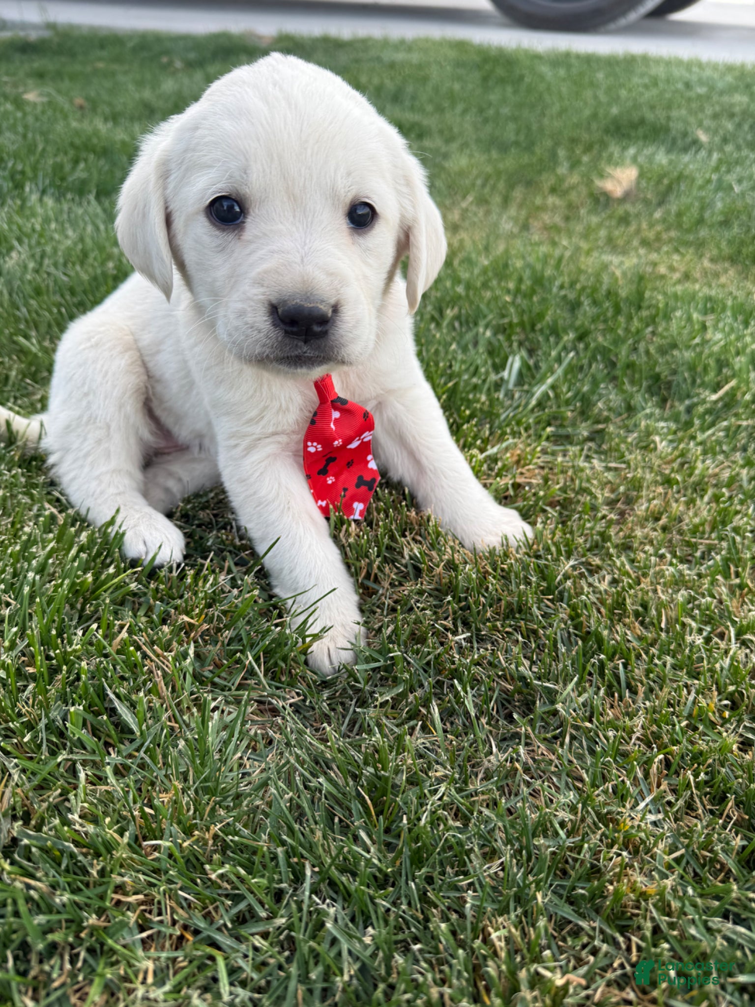Labrador Retriever dogs Labrador Retriever Puppy 1 - Ad 6