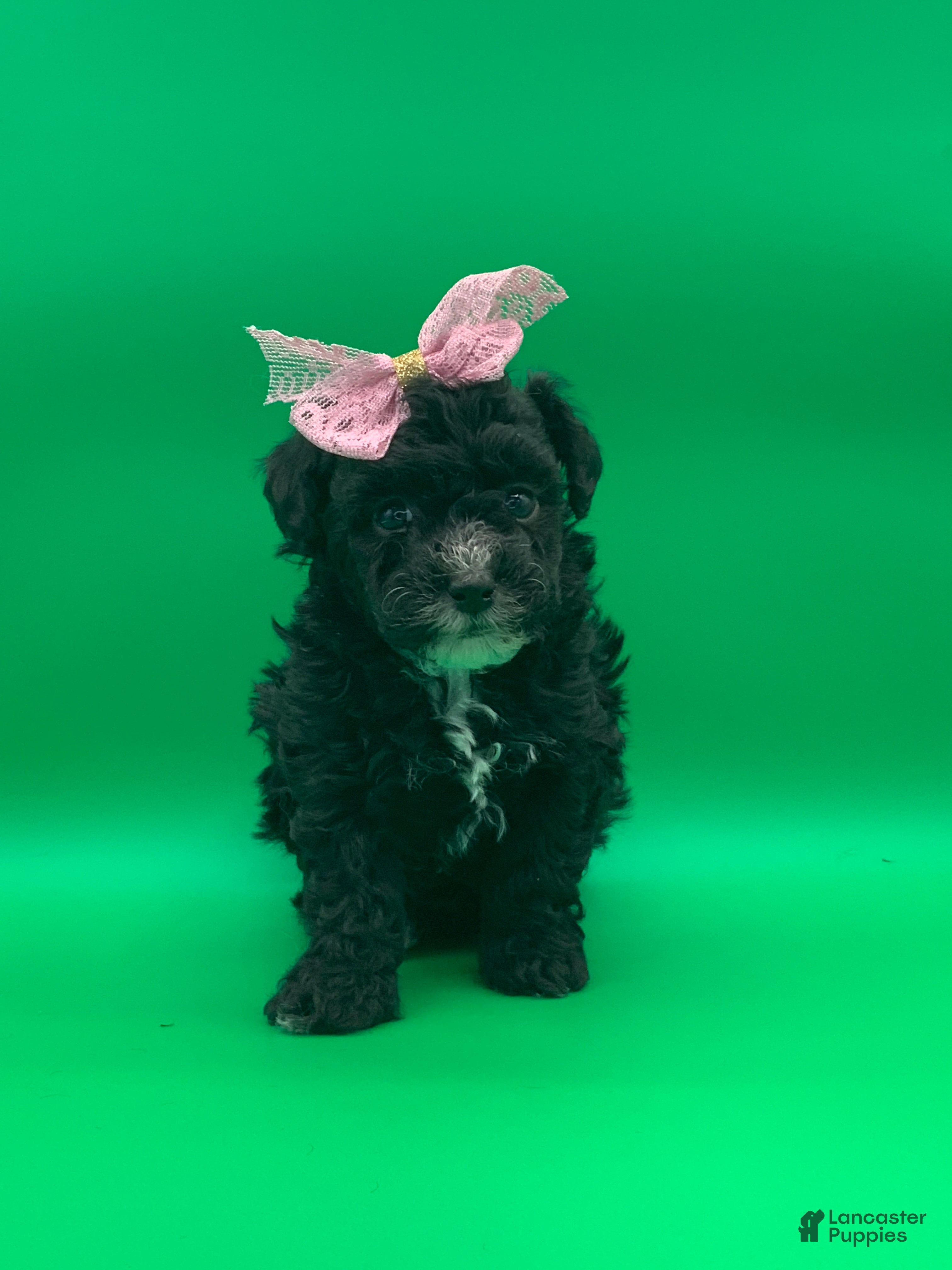 Toy Poodle dogs becky - Ad 6