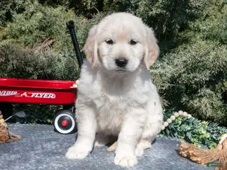 Golden Retriever dogs for sale: Melanie - Ad 1