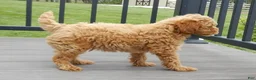 Cavapoo dogs for sale: Harley - Ad 6