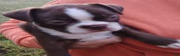 Boston Terrier dogs for sale: Mocha  - Ad 3