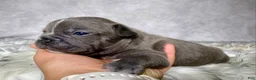 Frenchton dogs for sale: Mr. Winston  - Ad 5
