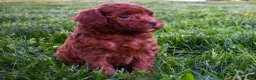 Miniature Poodle dogs for sale: Daisy  🐶 - Ad 13