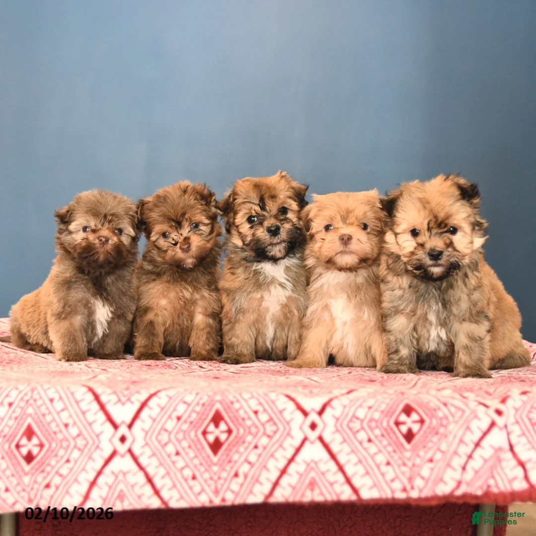 Havanese dogs for sale: Parker - Ad 5