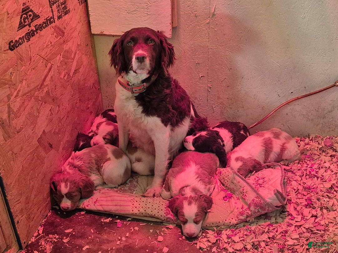 Brittany Spaniel dogs for sale: Pluto - Ad 11