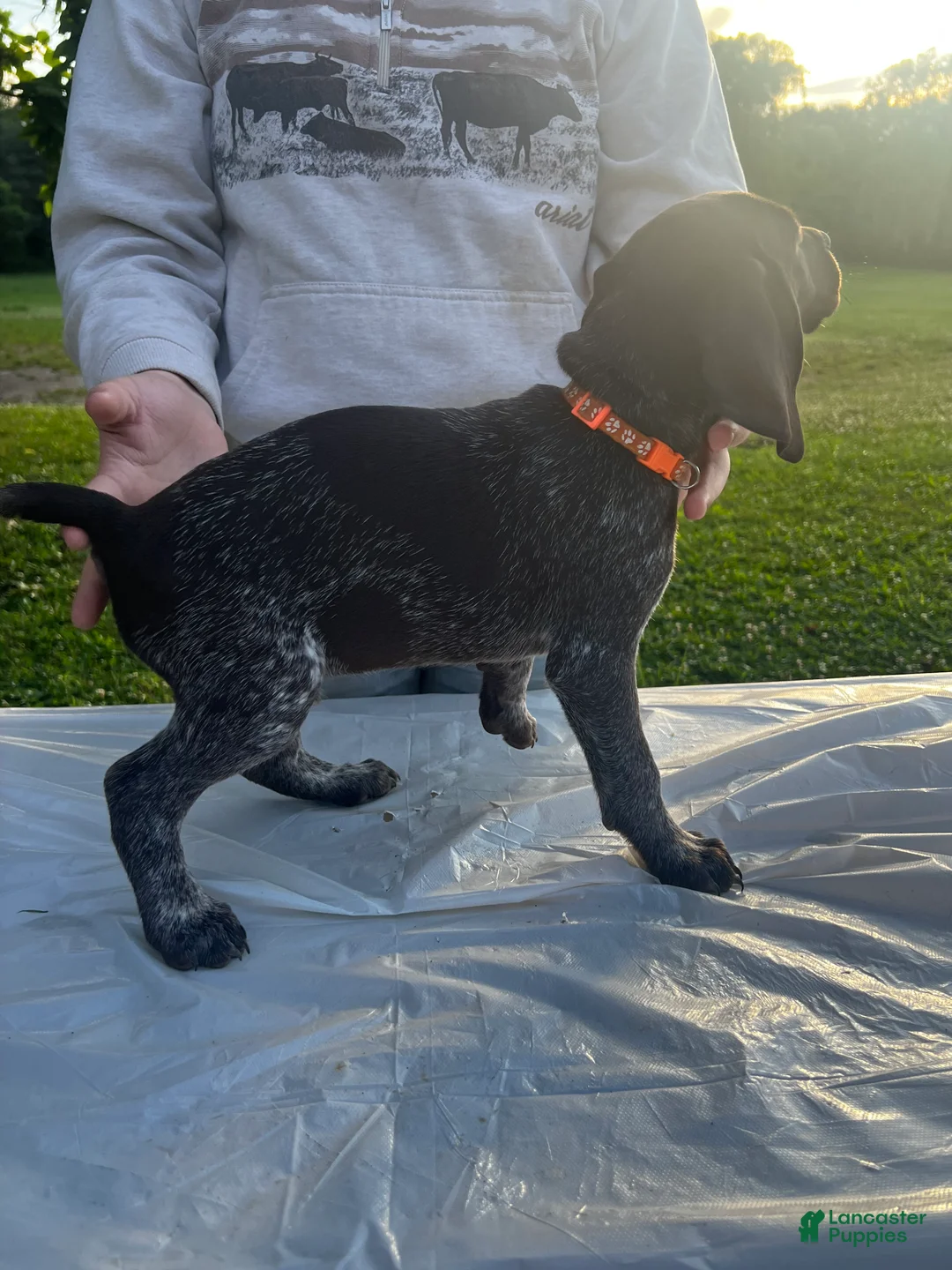 German Shorthaired Pointer dogs for sale: Millard - Ad 1