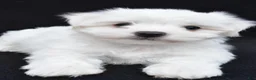 Maltese dogs for sale: Bo - Ad 7