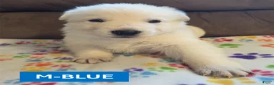 White German Shepherd Puppy - Blue