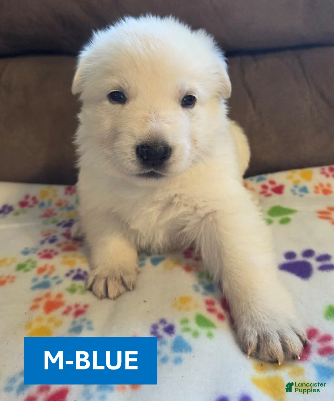 German Shepherd dogs for sale: White German Shepherd Puppy - Blue - Ad 1