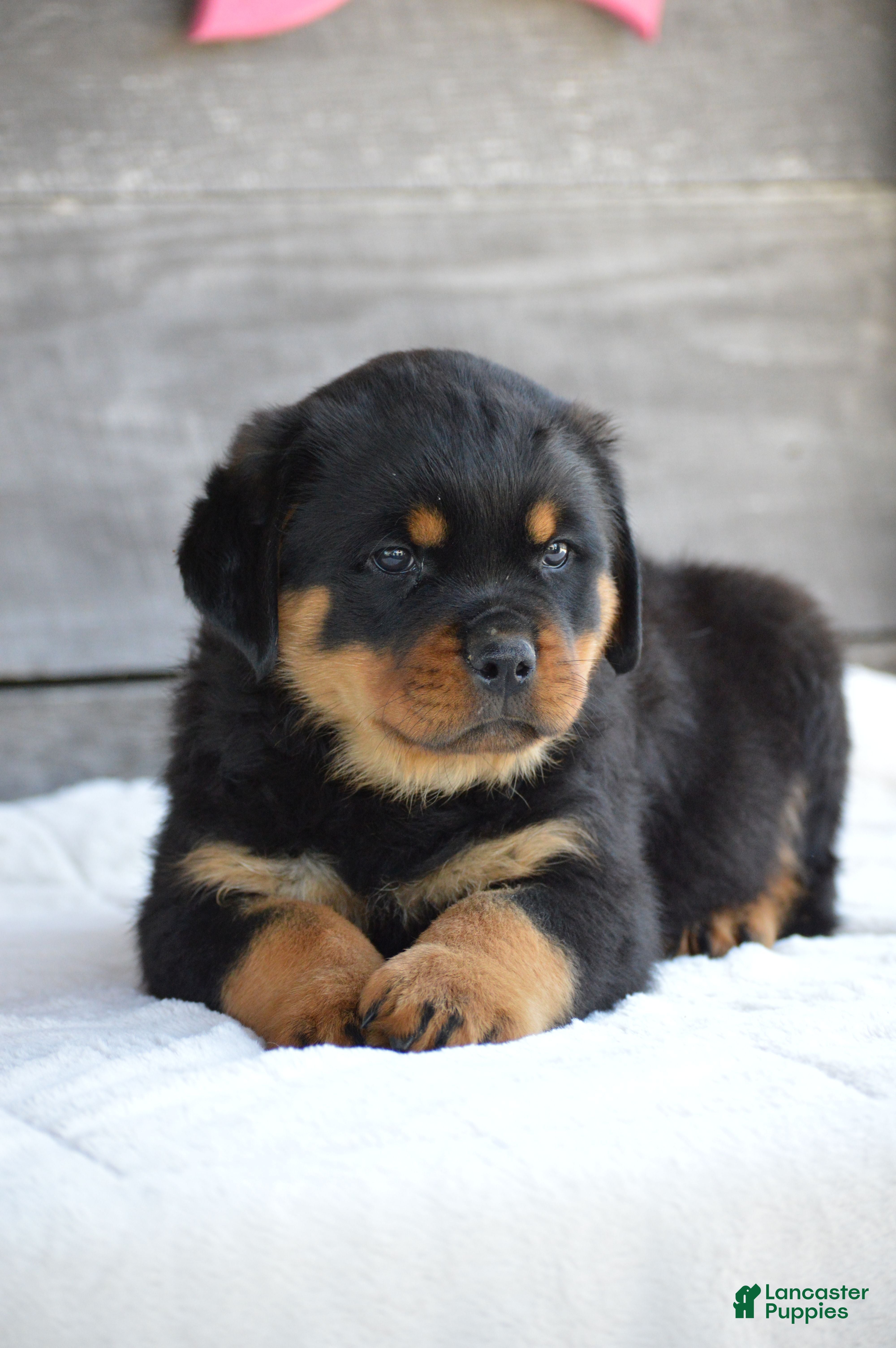 Rottweiler dogs Deisel - Ad 1