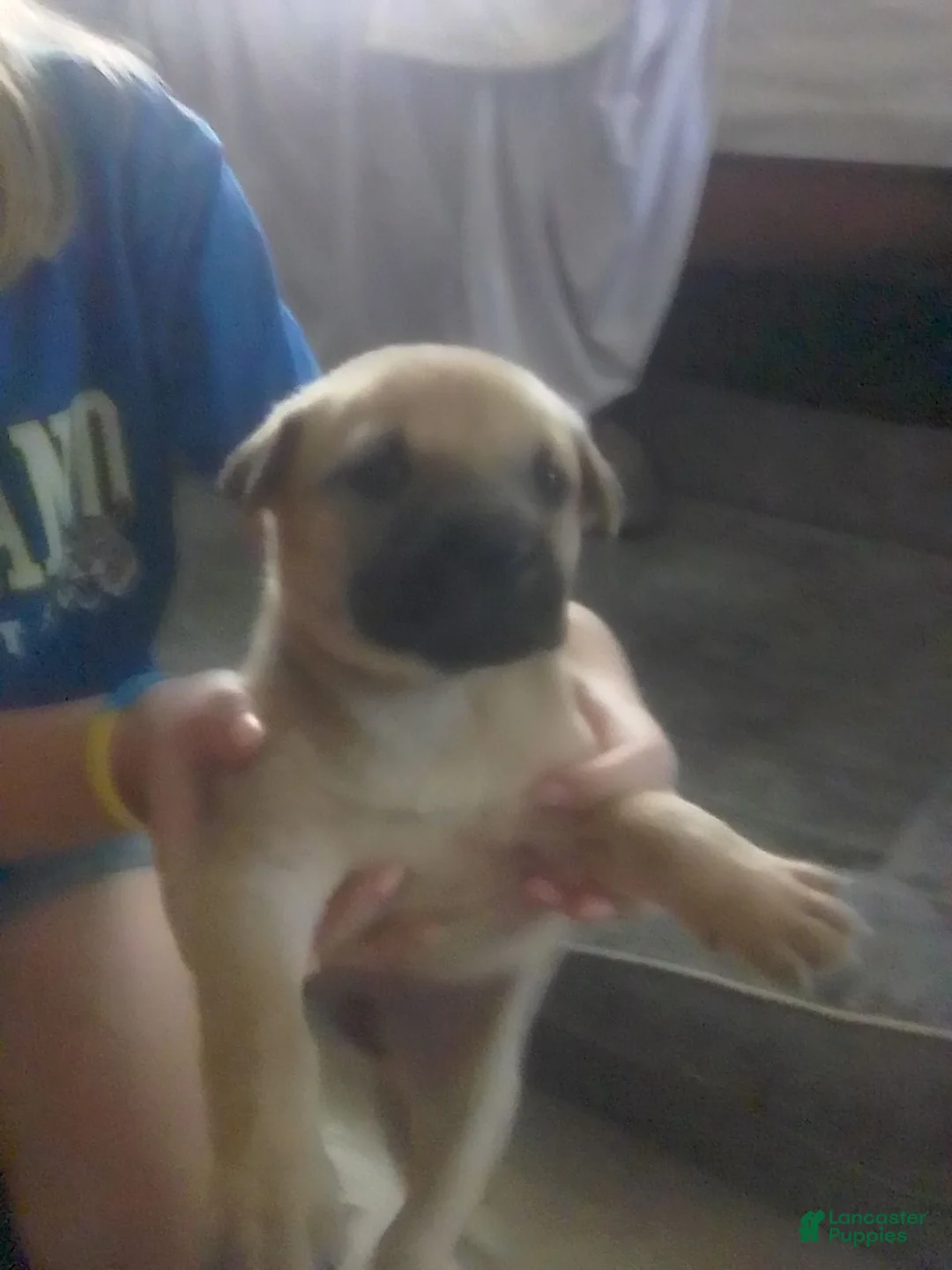 Cane Corso dogs for sale: Cane Corso Female 4 - Ad 1