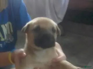 Cane Corso dogs Cane Corso Female 4 - Ad 5