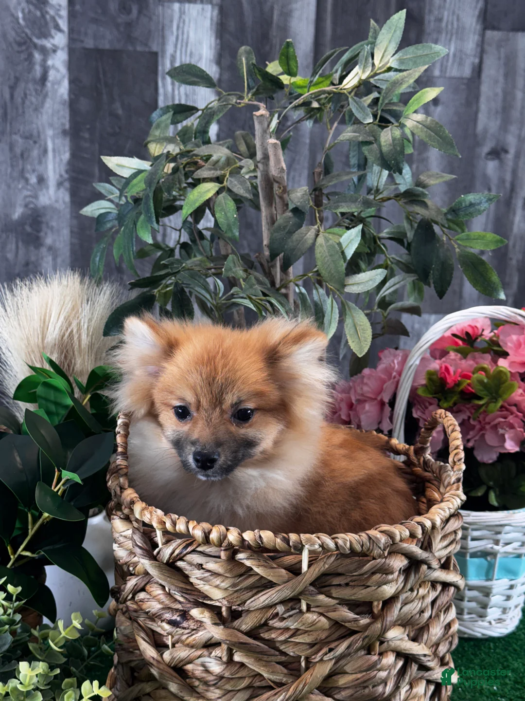 Pomeranian dogs for sale: Prince - Ad 2