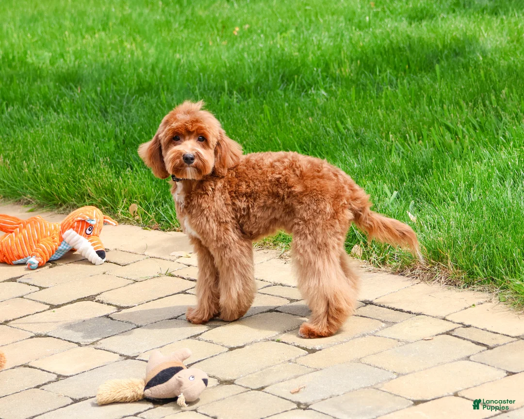 Cavapoo dogs for sale: Charles  - Ad 1