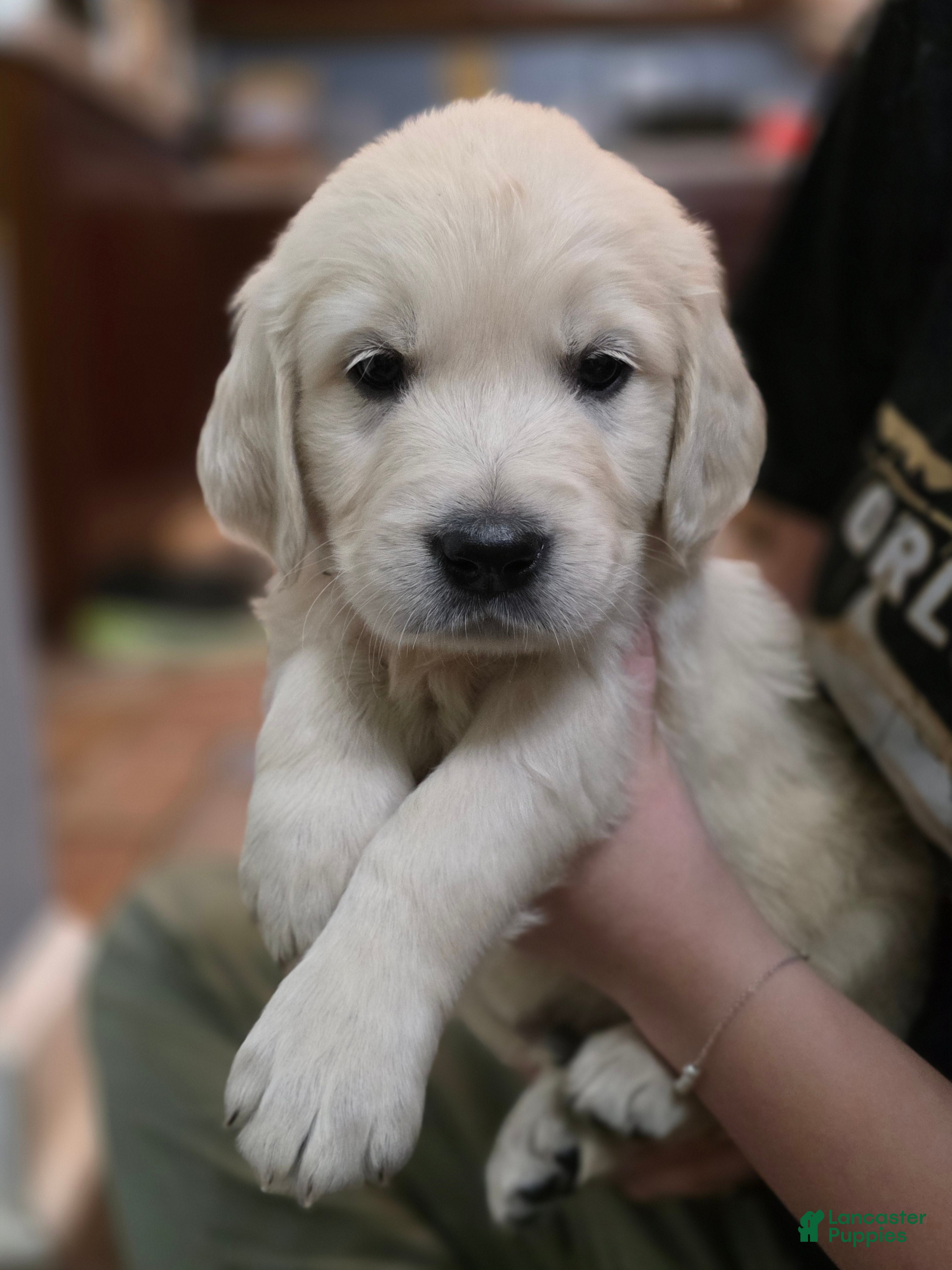 Golden Retriever dogs Pops, Champion Sired - Ad 1