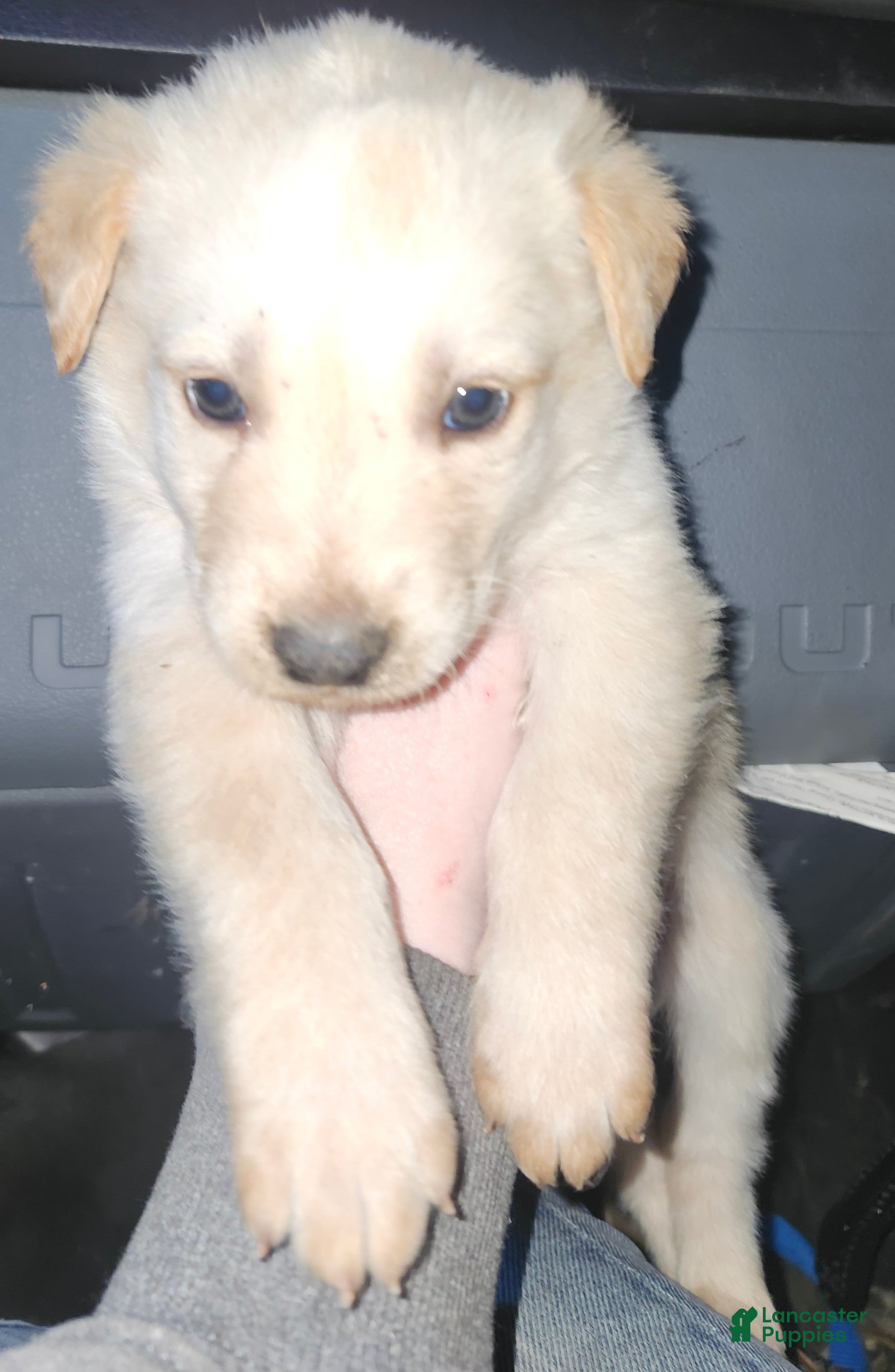Labrador Retriever dogs Labrador Retriever Puppy 1 - Ad 12