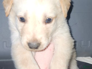 Labrador Retriever dogs Labrador Retriever Puppy 1 - Ad 12